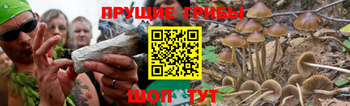 Псилоцибиновые грибы GOLDEN TEACHER Балашиха